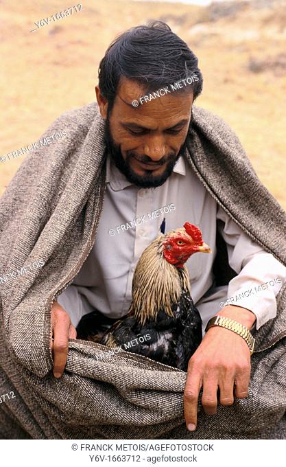 A man is taking care of his cock before a cock fighting in Pakistan