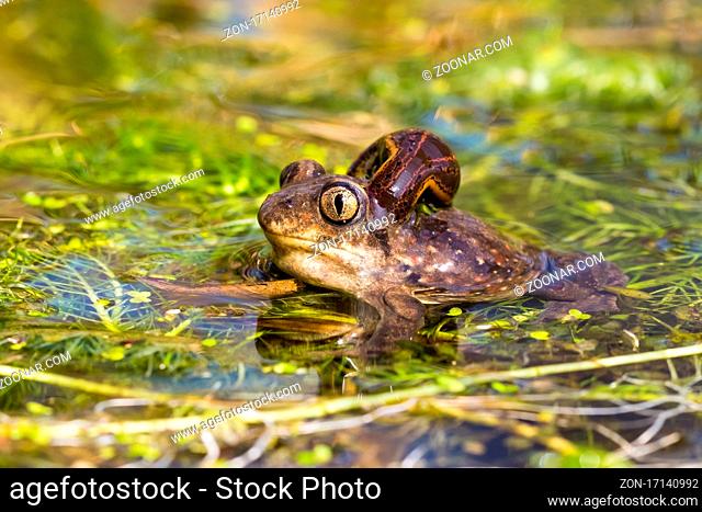 European Spadefoot Toad, Pelobates fuscus, with leech attached to neck. Wild frog with a parasite sucking blood in wetland