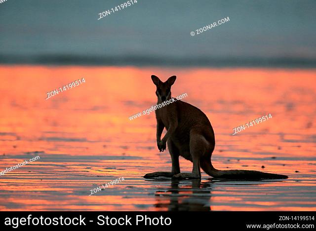 kangaroo on beach at sunrise, mackay, north queensland, australia