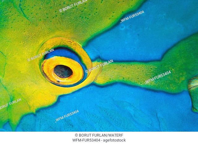 Eye of Parrotfish, Scarus sp., Ari Atoll, Indian Ocean, Maldives