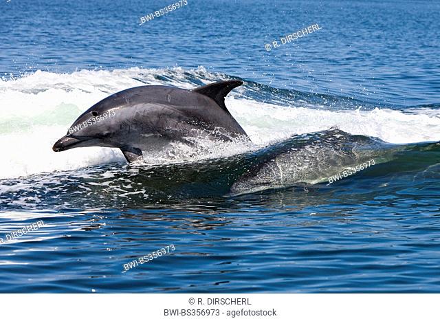 Bottlenosed dolphin, Common bottle-nosed dolphin (Tursiops truncatus), jumping out of the water, Namibia, Walvis Bay