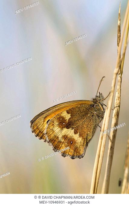 Hedge Brown / Gatekeeper Butterfly UK