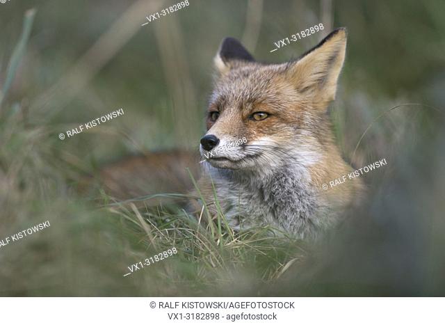 Red Fox ( Vulpes vulpes ) resting during daytime in high grass, looks suspicious, close up.