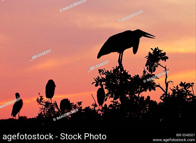 Marabou Stork (Anastomus lamelligerus) (Leptoptilos crumeniferus) adult, with African Open-billed Stork silhouetted in tree at sunset, Godikwe Lagoon