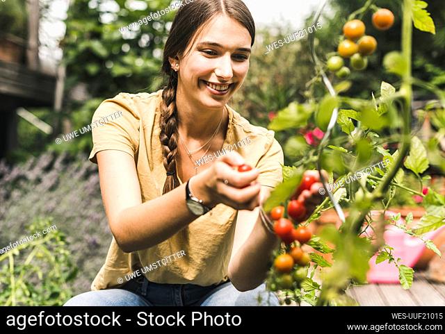 Happy beautiful woman picking cherry tomatoes in vegetable garden