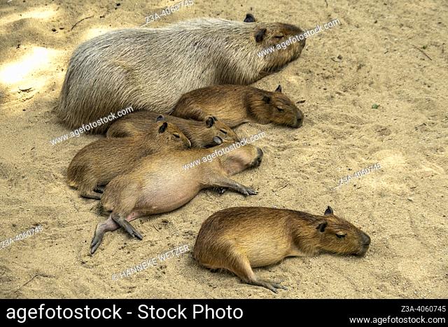 Capybara family in captivity in a zoo in Kuala Lumpur, Malaysia, Asia