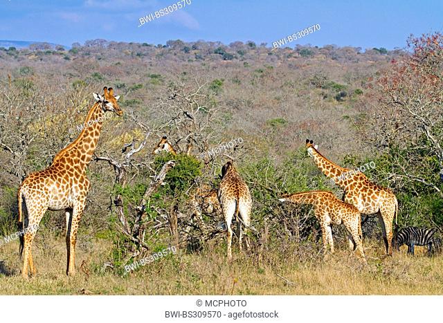 giraffe (Giraffa camelopardalis), herd feeding in the savannah, South Africa, Hluhluwe-Umfolozi National Park