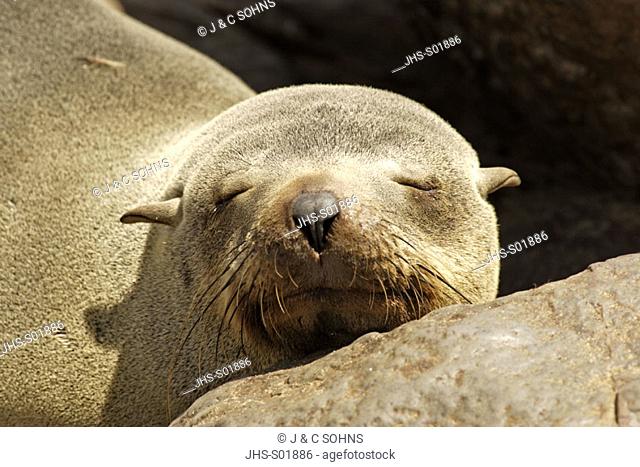Cape Fur Seal, Arctocephalus pusillus, Cape Cross, Namibia , Africa, adult sleeping