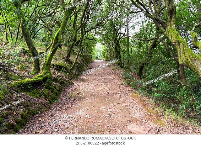 Path through an old forest at Bussaco, Portugal