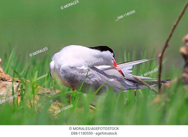 Common Tern Sterna hirundo   Order: Charadriiformes   Family : Larides