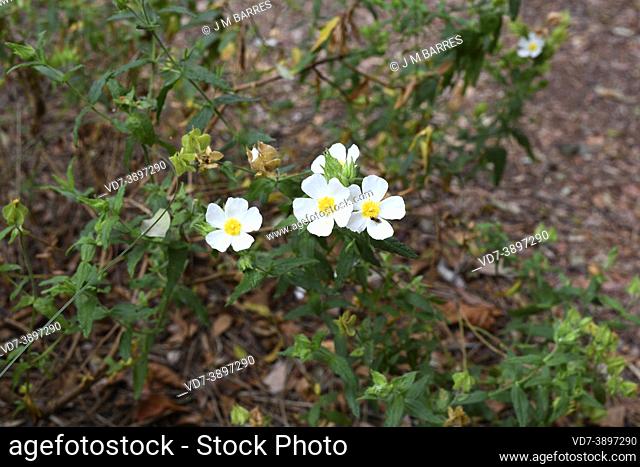 Sage-leaved rock-rose (Cistus salviifolius) is a shrub native to southern Europe and north Africa. This photo was taken in Dunas de Sao Jacinto Natural Park