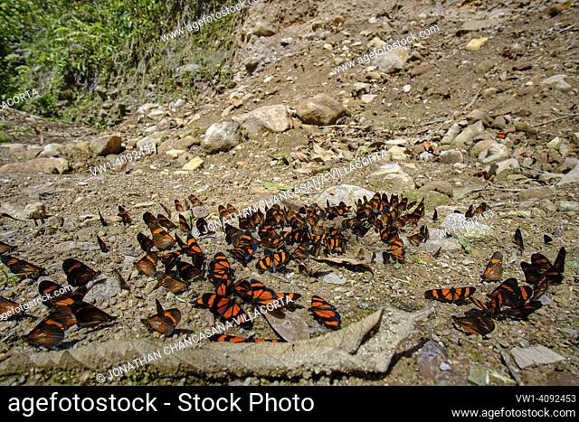 Group of butterflies (order Lepidoptera) perched on a space of soil rich in salts, which attracts butterflies