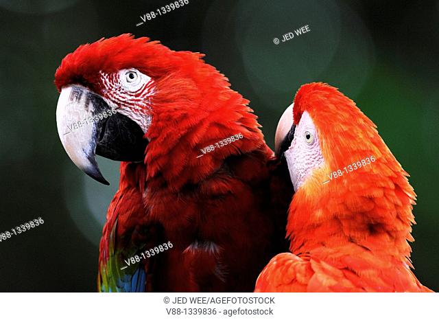 A pair of Red-and-green Macaws aka Green-winged Macaws (Ara chloropterus) grooming, Jurong Bird Park, Singapore