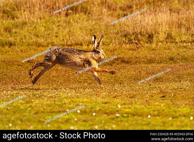 11 April 2023, Lower Saxony, Wangerooge: 11.04.2023, Wangerooge. A brown hare (Lepus europaeus) runs across a meadow on the North Sea island of Wangerooge