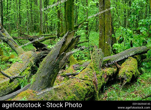 Dead oaks lying side by side moss wrapped among deciduous trees in summer, Bialowieza Forest, Poland, Europe