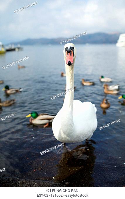 Swan with ducks swimming in the water
