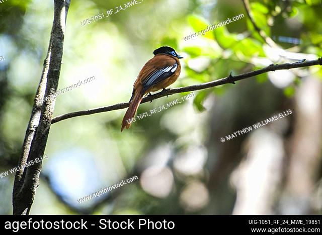 Paradise-flycatcher (Terpsiphone mutata), Andasibe-Mantadia National Park, Madagascar
