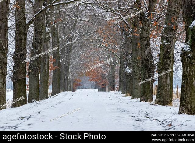 02 December 2023, Brandenburg, Krieschow: Snow lies on and between the trees of an oak avenue. A few brown leaves are still hanging on the oaks