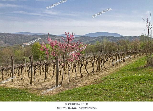 spring is in istria catchment - landscape inland