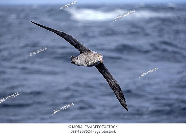 Antarctic, Ocean between Falklands Islands and South Georgia, South Georgia, Southern Giant Petrel, Macronectes giganteus