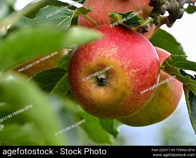 17 September 2022, Brandenburg, Müncheberg: Ripe apples hang on a tree for the Orchard Festival on the grounds of the Müncheberg Orchard Experiment Station