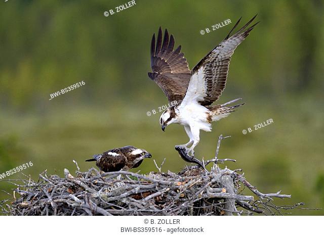 osprey, fish hawk (Pandion haliaetus), breeding pair at the nest, male delivering prey, Finland