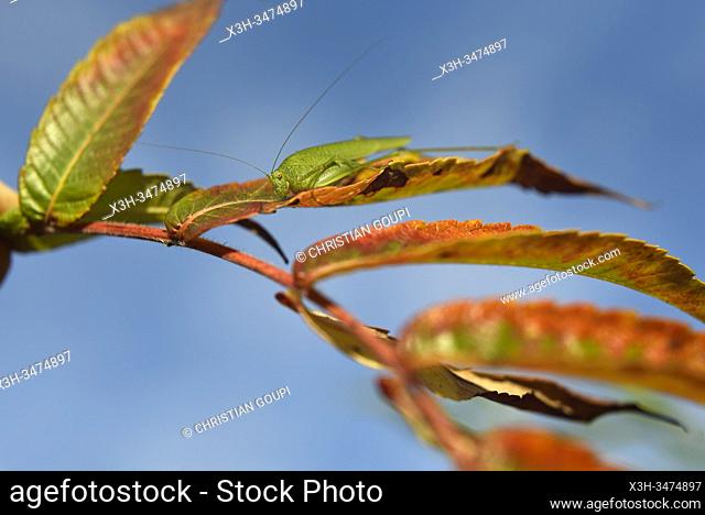 Mediterranean Katydid (Phaneroptera nana) on leaves of staghorn sumac (Rhus typhina), France, Europe