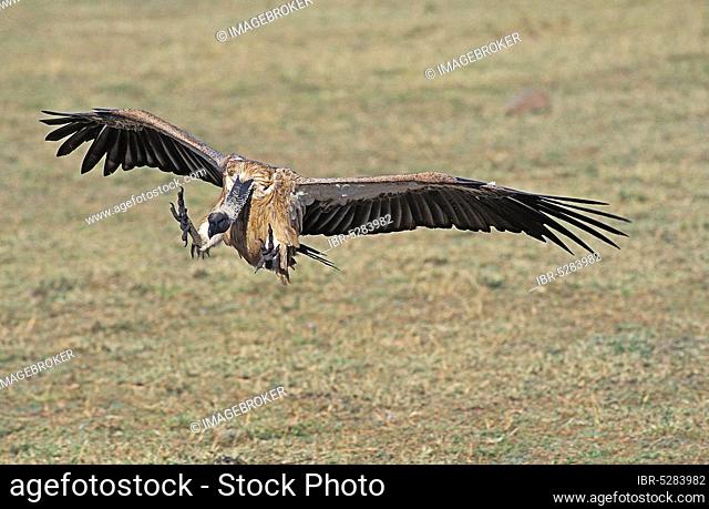 AFRICAN WHITE-BACK VULTURE (gyps africanus), ADULT COUNTRY, KENYA