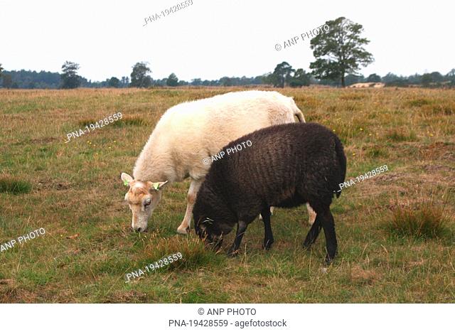 sheep Ovis domesticus - National Park Drents-Friese Wold, Aekingerzand, Kale Duinen, Appelscha, Appelskea, Ooststellingwerf, Frisian Forrests, Frisia
