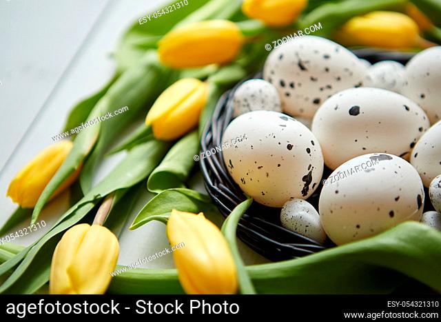 Beautiful yellow tulips with dotted quail and chicken eggs in nest on white wooden background. Spring and Easter holiday concept with copy space