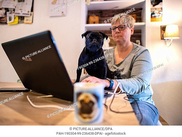 04 March 2019, North Rhine-Westphalia, Wülfrath: The pug bitch ""Edda"", now renamed ""Wilma"" sits with her new owner Michaela Jordan in front of a laptop