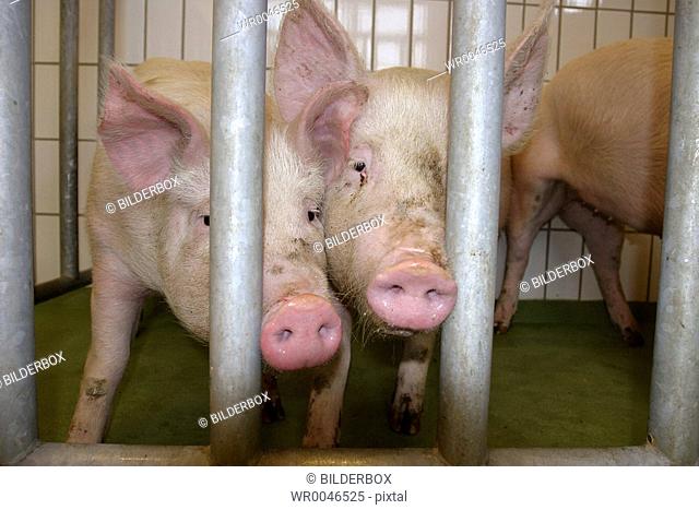 Pigs in the stable with bars