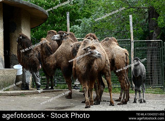 Spring in the name of births at the Zoological Garden 'Bioparco' of Rome. Bactrian camel puppy is called Priscilla and is in excellent health and her mother...