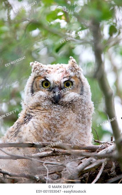 Great Horned Owlet in nest