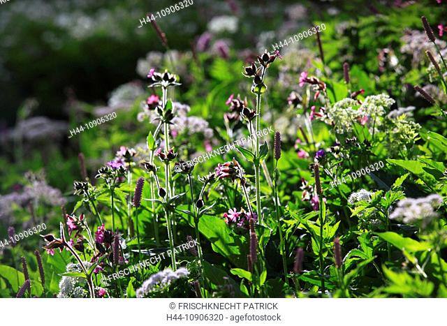 Alps, Alpine flora, alpine lovage, mountain flowers, mountain flora, mountain spring, canton Bern, Bernese Oberland, flower, flowers, se of flowers