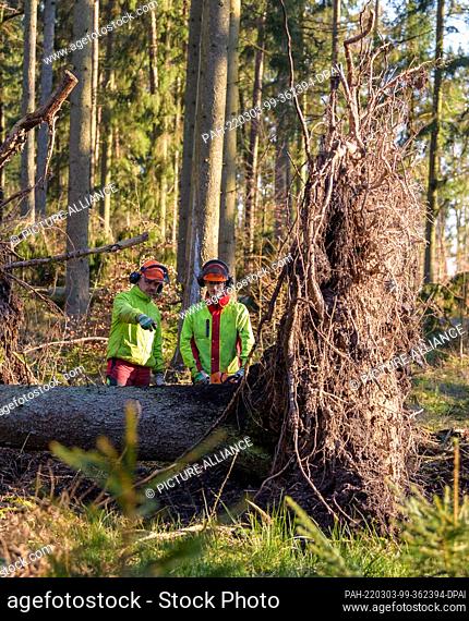02 March 2022, Lower Saxony, Oechtringen: Two foresters inspect a tree knocked down by the storm. The storms of the past few weeks have caused a lot of damage...