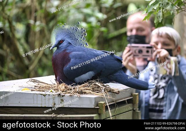 01 November 2021, Saxony, Leipzig: Zoo visitors photograph a female of a pair of Victoria Crowned Pigeons nesting on a wooden box in Gondwanaland at Leipzig Zoo