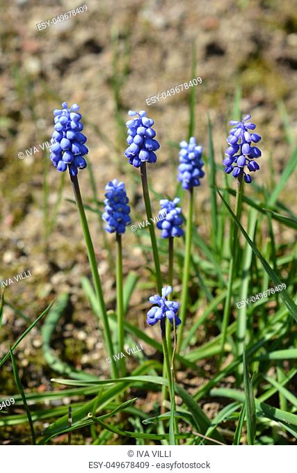 Common grape hyacinth - Latin name - Muscari botryoides