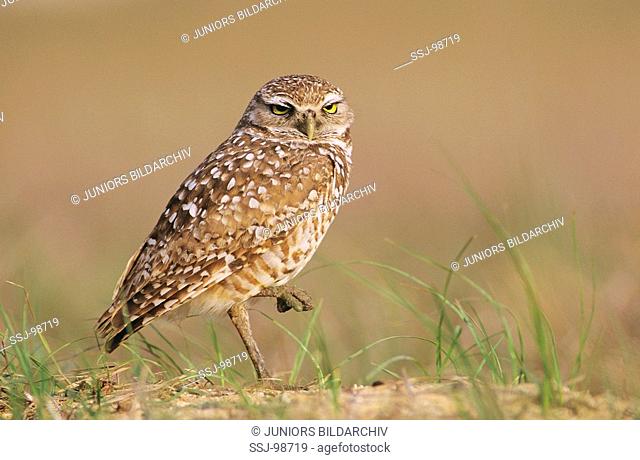 athene cunicularia / burrowing owl
