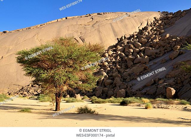 Algeria, Acacia tree in front of a huge granite dome at Tehenadou