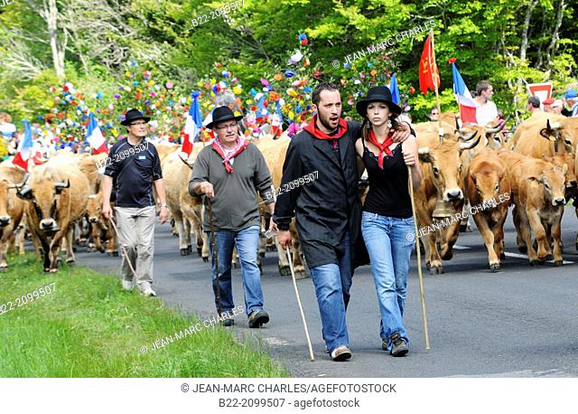 The Transhumance, traditional festival on the Aubrac plateau. At the end of May, herds of cows are led to the summer pastures, Aubrac, North Aveyron