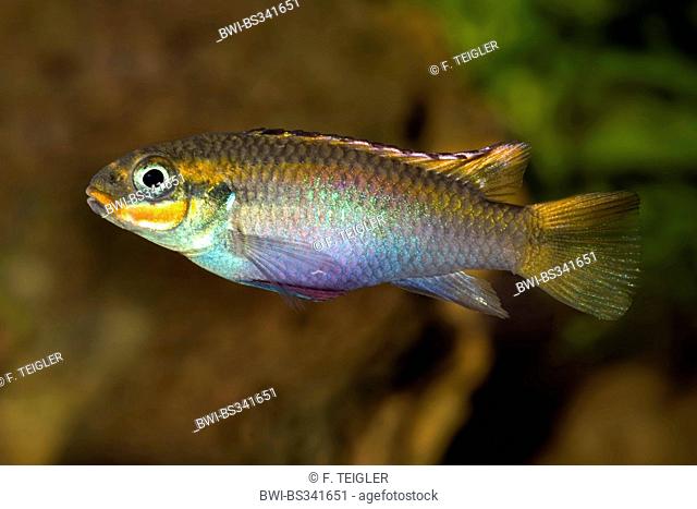 Striped African dwarf Cichlid (Pelvicachromis taeniatus), breed Kienke, KZ 907