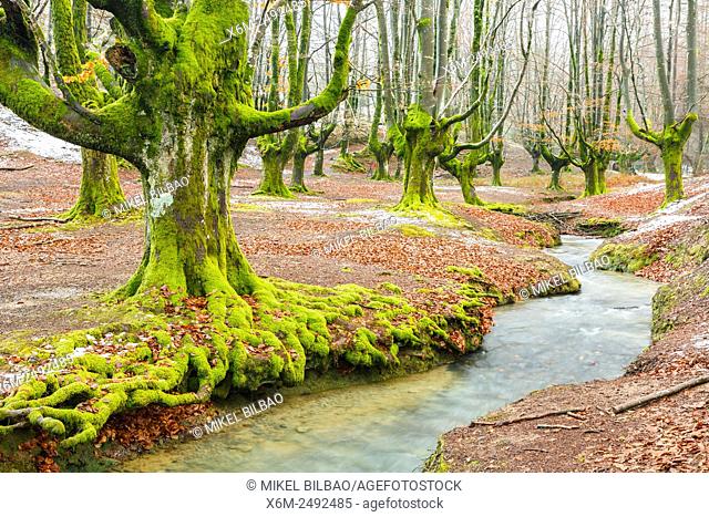 Beechwood and rivulet. Otzarreta, Gorbeia Natural Park, Biscay, Spain, Europe