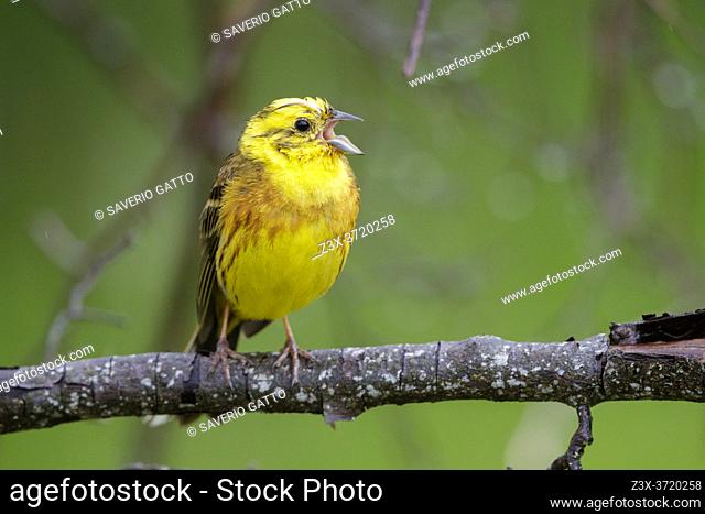 Yellowhammer (Emberiza citrinella), front view of an adult male perched on a branch, Abruzzo, Italy
