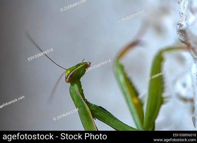 Closeup of a Praying Mantis climbing on a wall. Shallow depth of field