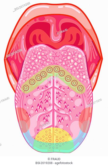 Superficial face of the tongue, contains taste buds in V shape : the vallate papillae, sharp : the filiform papillae, onward and round : the fungiform papillae