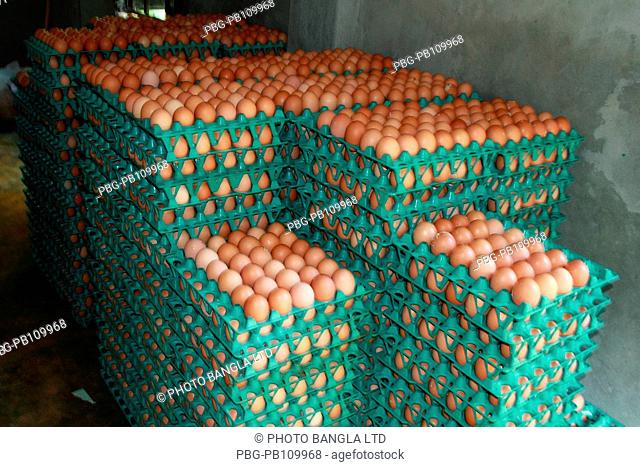 Chicken eggs lined up at poultry farm at Gafargaon Mymensingh, Bangladesh October 2010