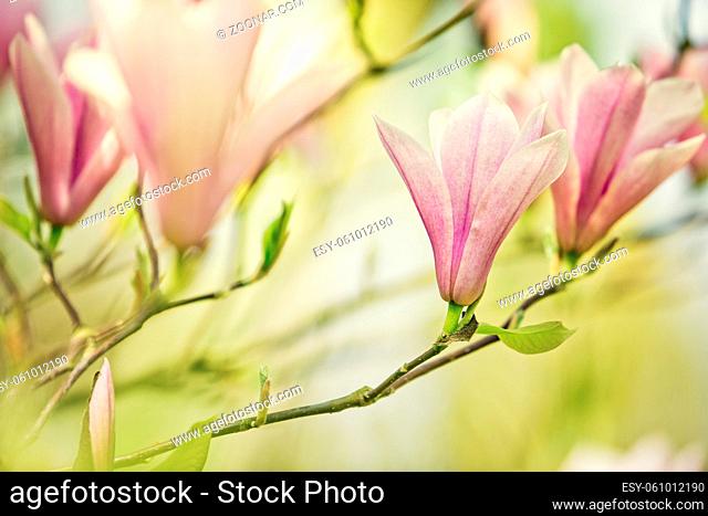 Blühender Magnolienbaum im Frühling an einem sonnigen Tag