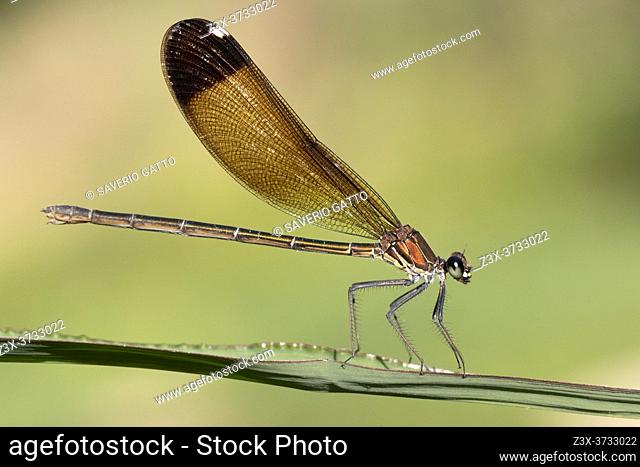 Copper Demoiselle (Calopteryx splendens), side view of an adult female perched on a plant, Campania, Italy