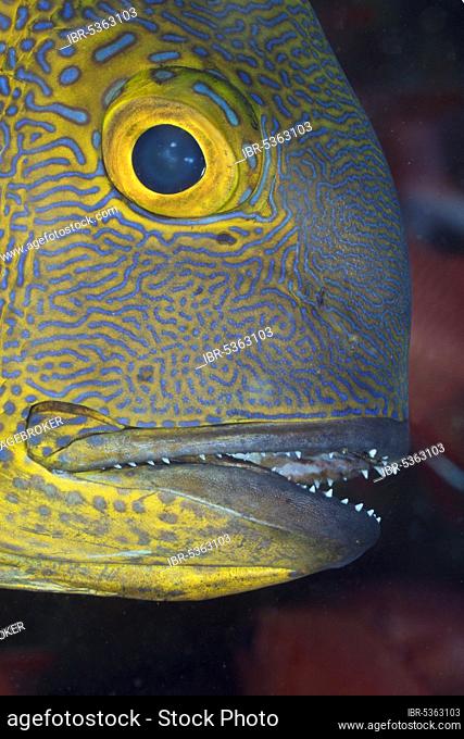 Midnight Sea Perch, Ellaidhoo House Reef, North Ari Atol, Maldives (Macolor macularis), side